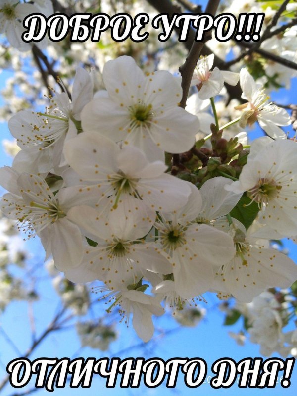 доброго утра весеннего