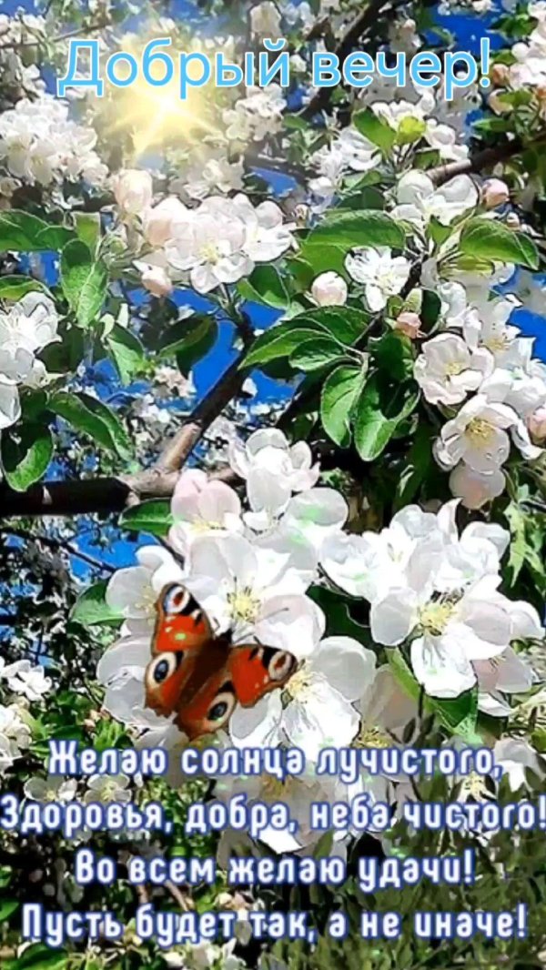 яблони в цвету