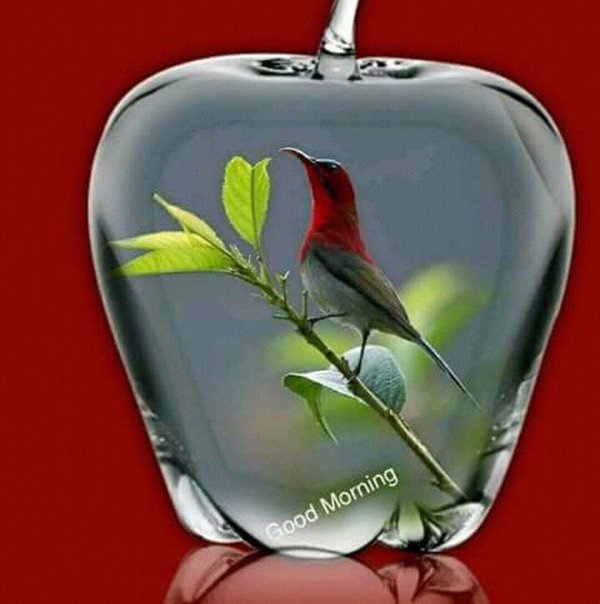 красивая птица