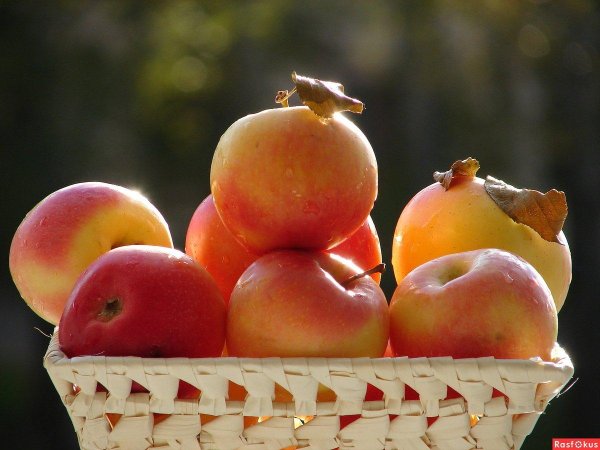 утреннее яблоко