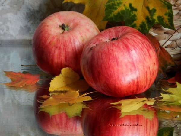 штрифель яблоня