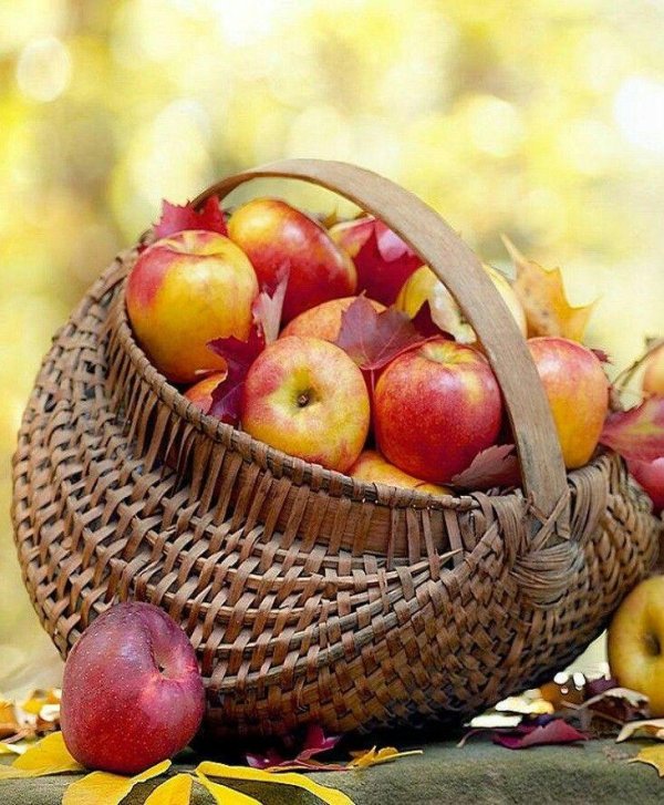осень яблоки