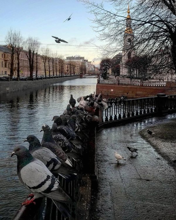 питер в ноябре