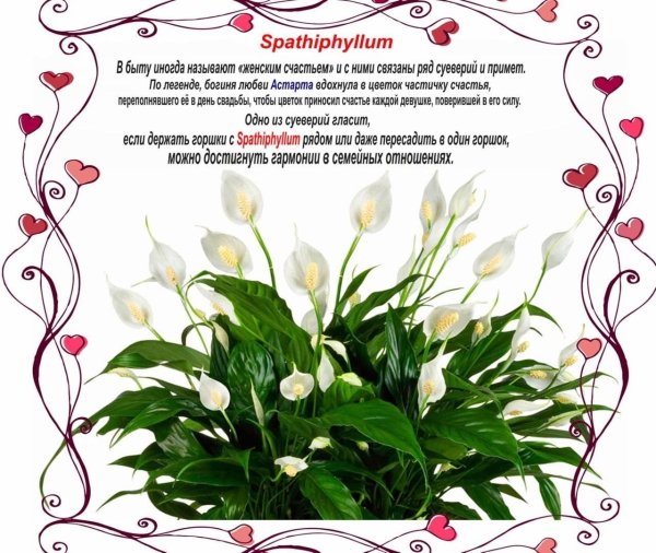 спатифиллум альба