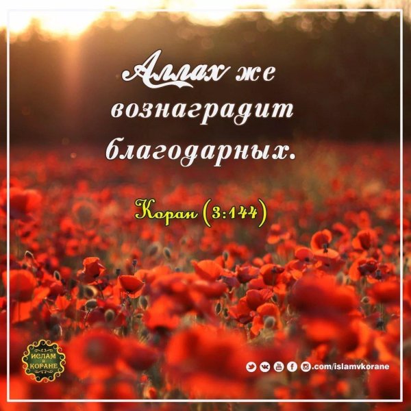 маковое поле