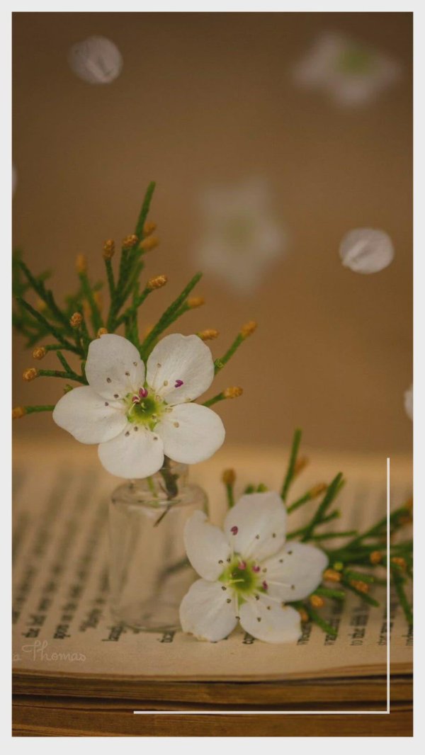 цветки вишни