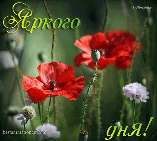 мак растение