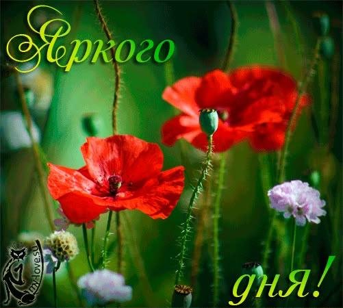 мак растение