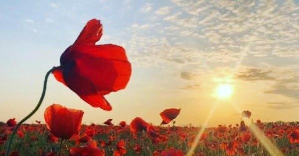 маковое поле