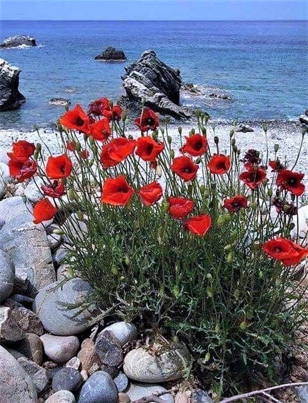 Доброе утро маки