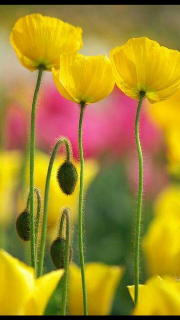 мак полевой желтый