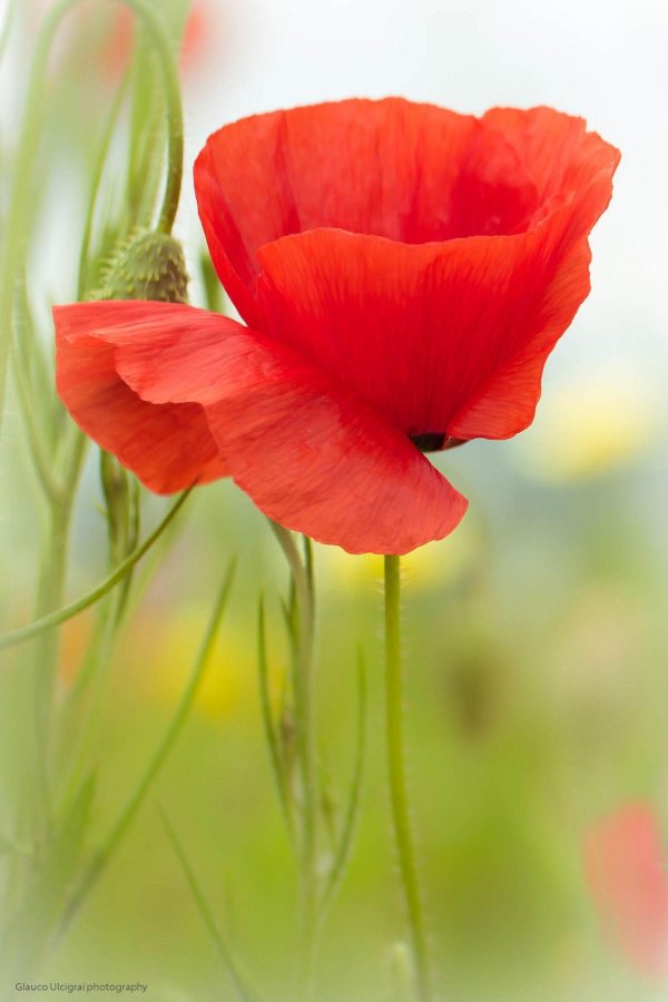 цветок полевой