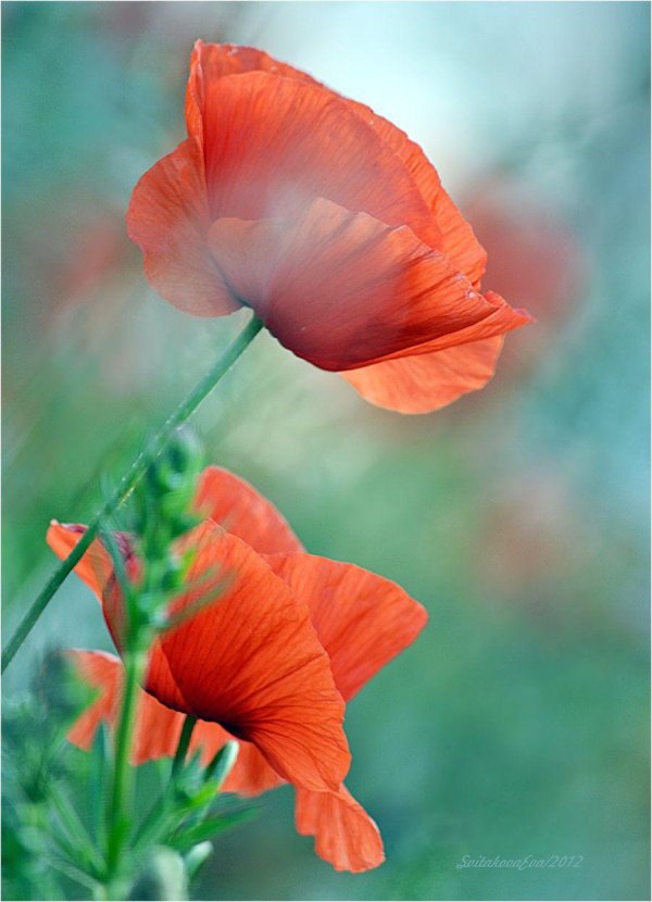 цветок полевой