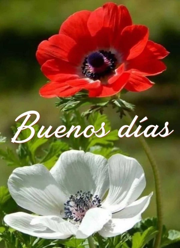 брайд анемона корончатая