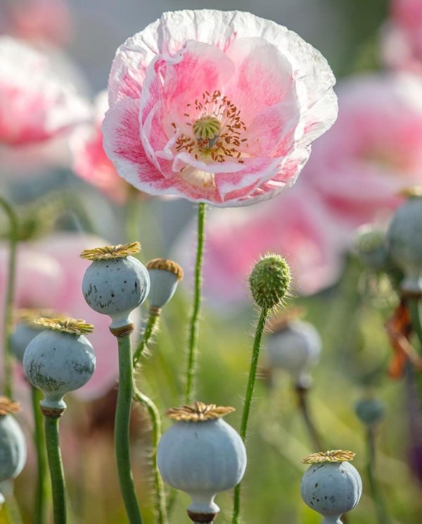 papaver somniferum