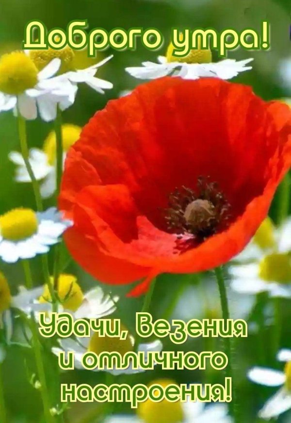 полевой цветок