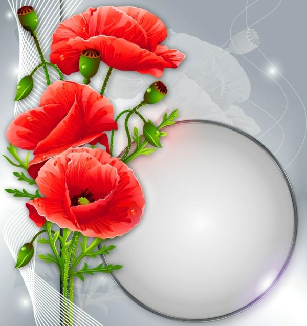 цветки мака