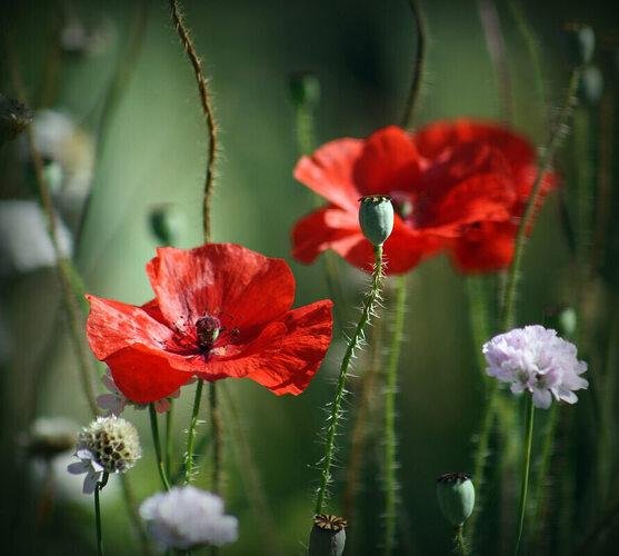 мак растение