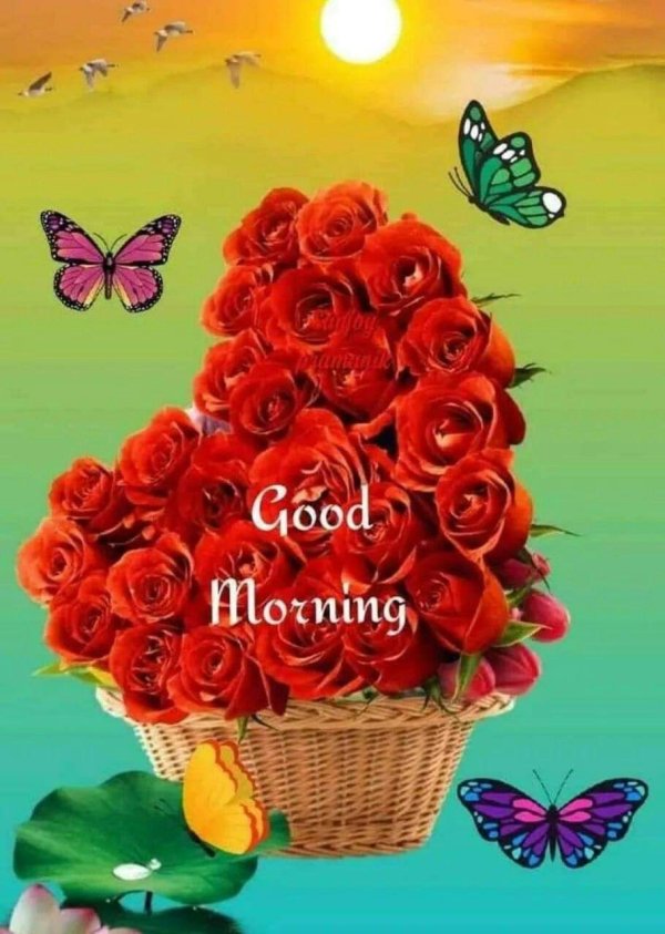 good morning red roses