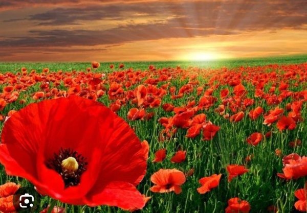 маковое поле