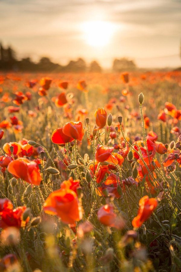 цветочное поле