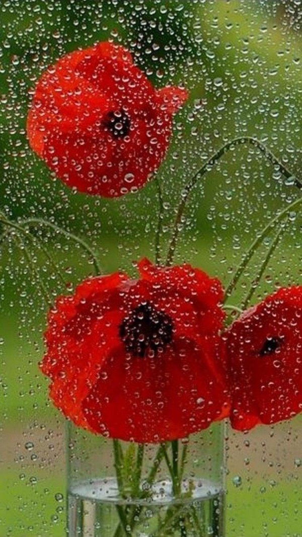 цветки мака