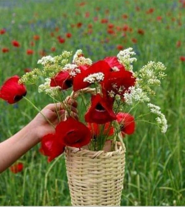 цветок полевой