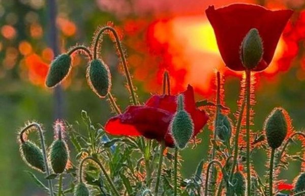 цветки мака