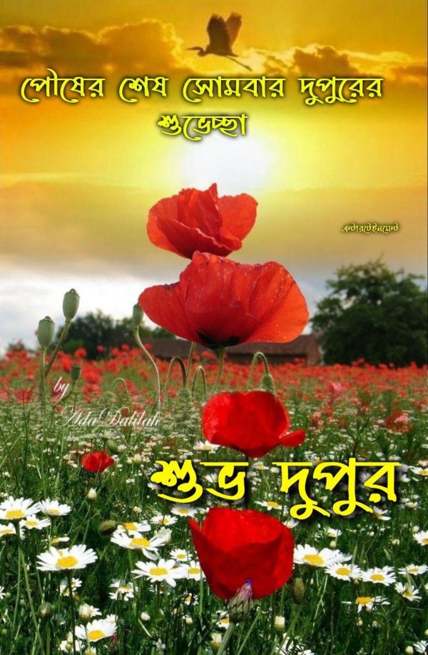 цветки мака