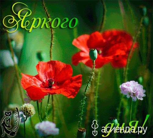 мак растение