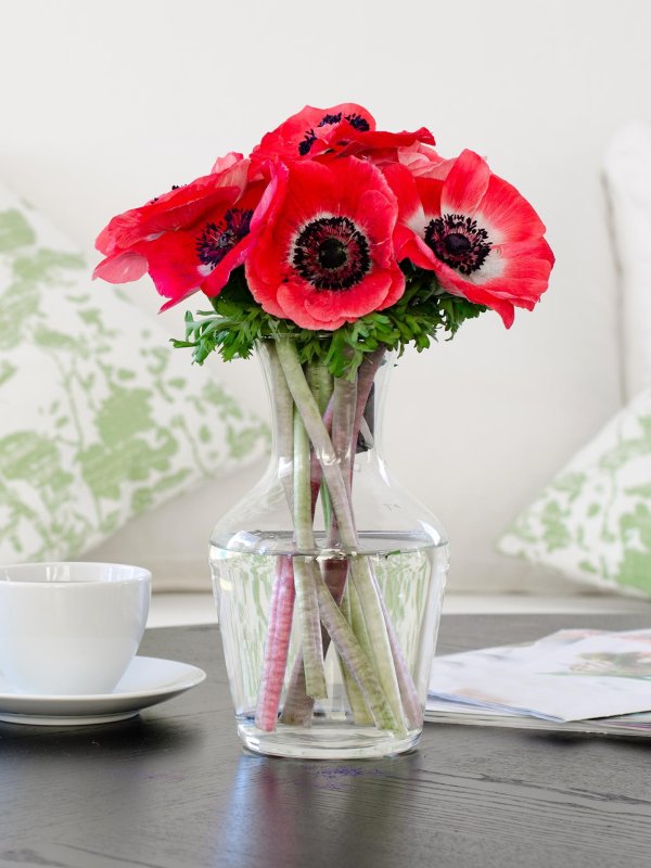 анемоны мистраль