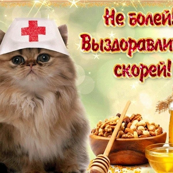 котик доктор