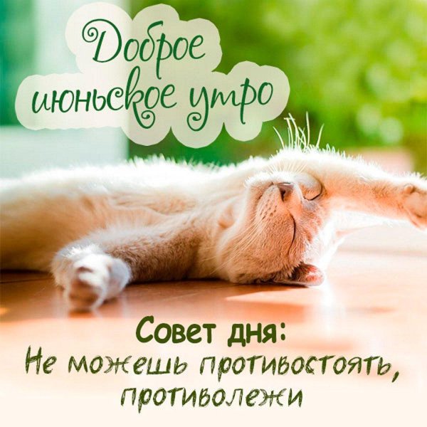 утренние котики