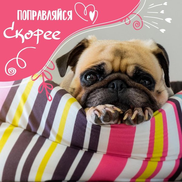 милые мопсы