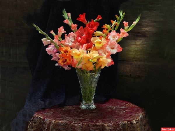фотонатюрморты с гладиолусами