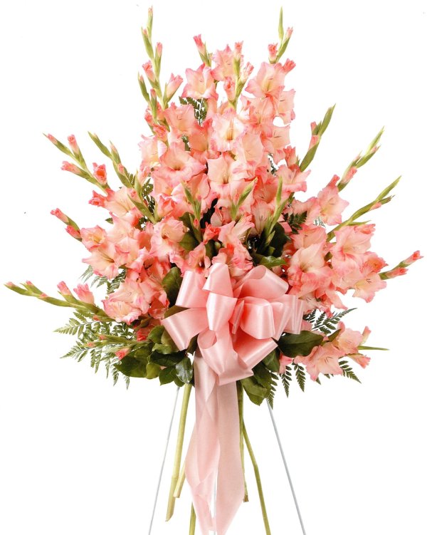 розовые гладиолусы