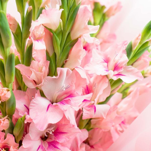 гладиолусы монобукет