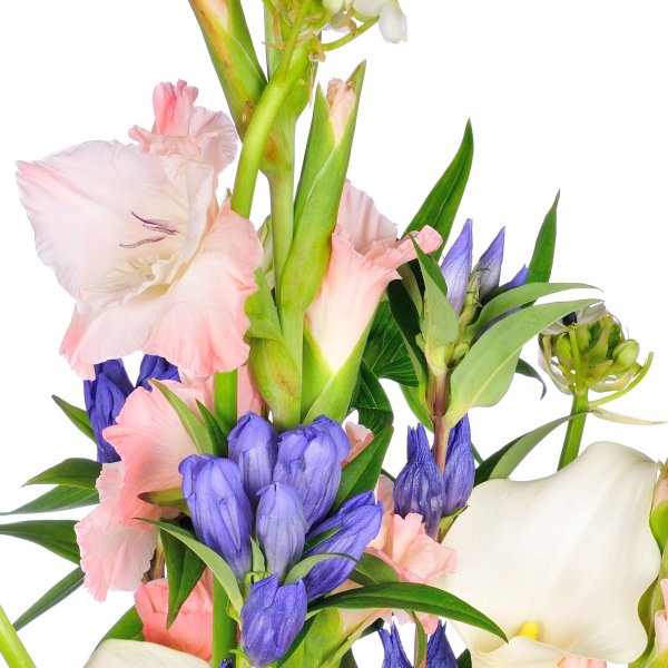 белые гладиолусы