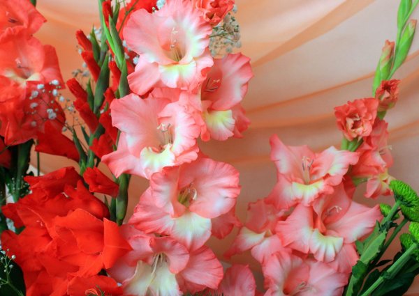 красивые гладиолусы