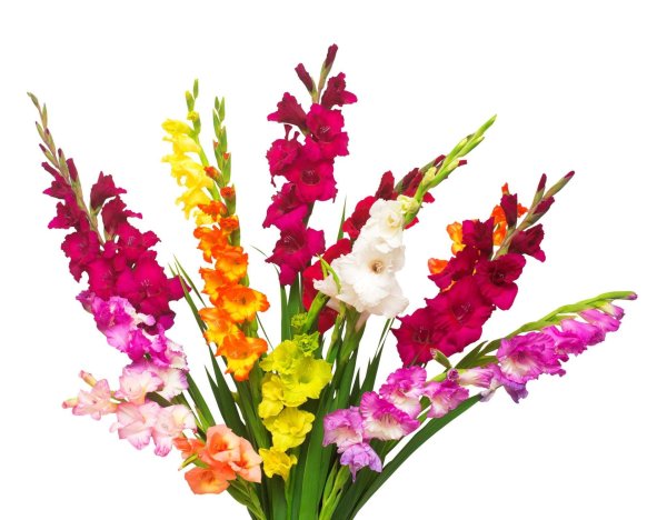 гладиолусы на прозрачном фоне