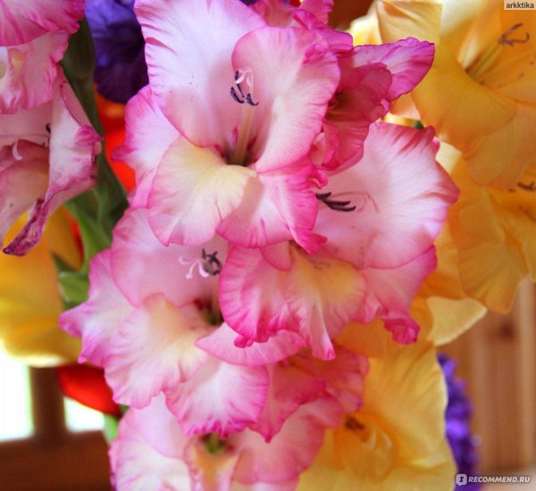 гладиолус марго