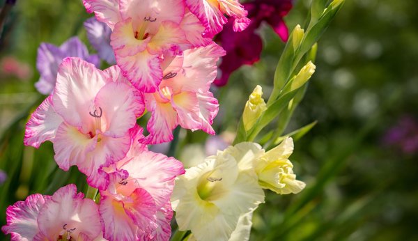 красивые гладиолусы