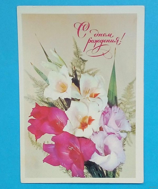 открытка гладиолусы