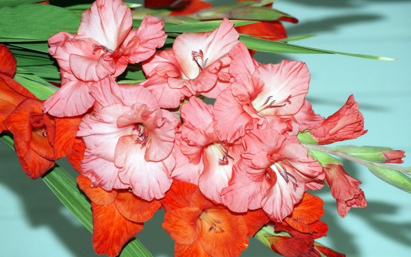 красивые гладиолусы