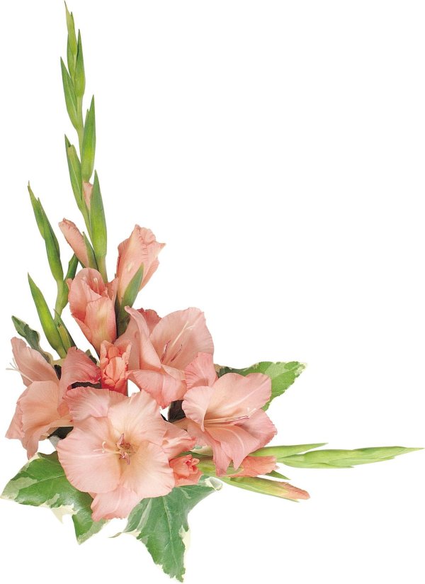 гладиолусы на прозрачном фоне