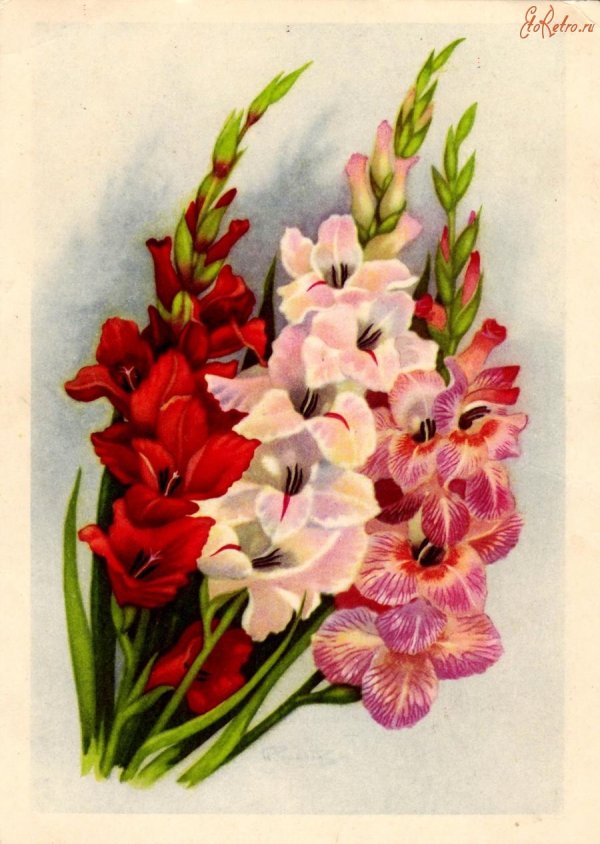 поздравительные открытки с гладиолусами