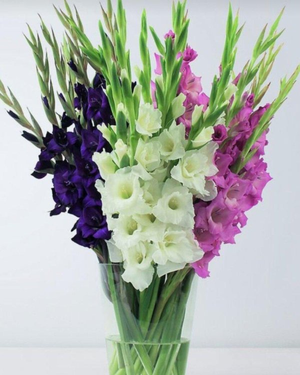 гладиолус свит блю