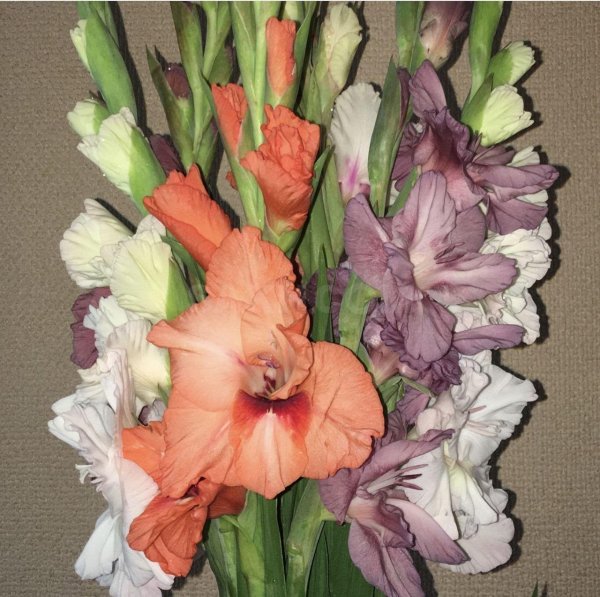 красивые гладиолусы