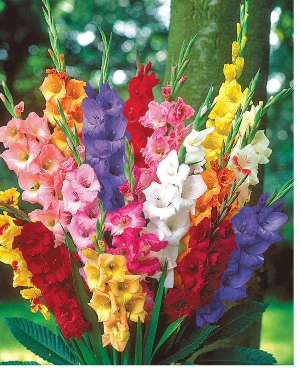 гладиус цветы