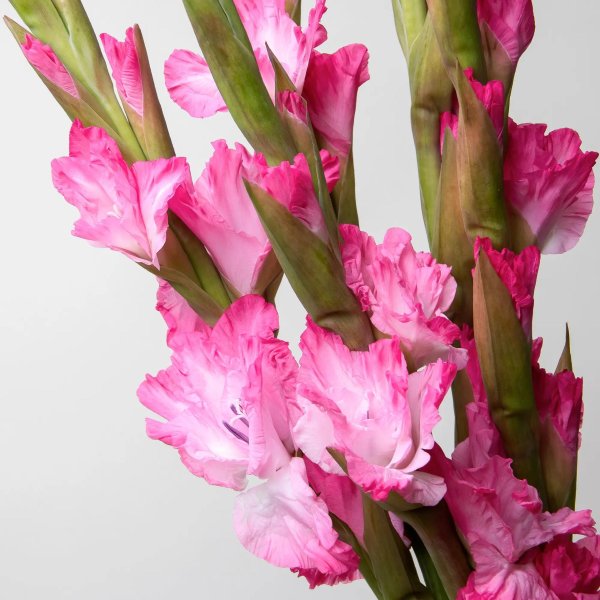 гладиолус адреналин